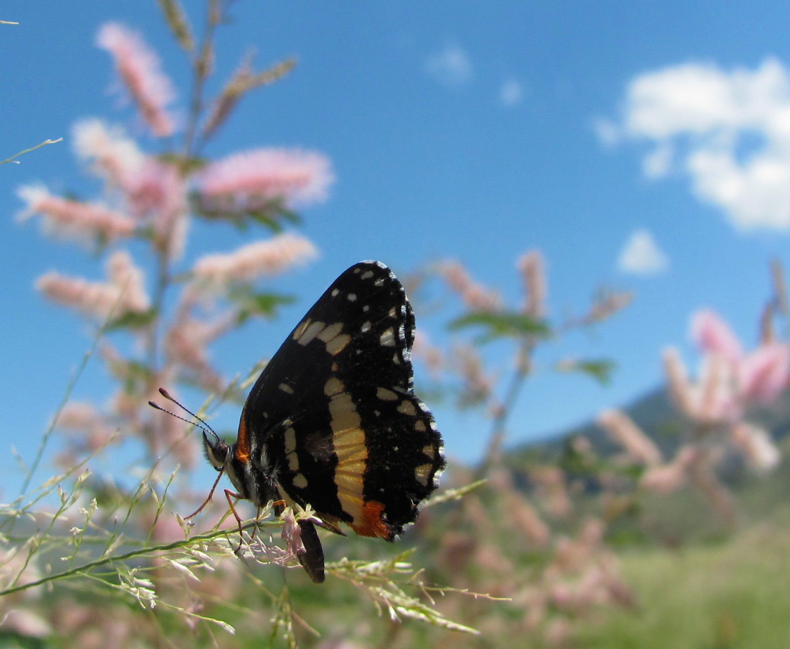 A butterfly in Madera Canyon